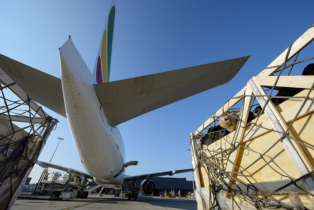 Liege airport
cargo nord